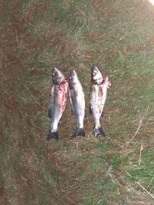 European Bass (Seabass)