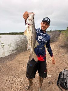 Atlantic Snook