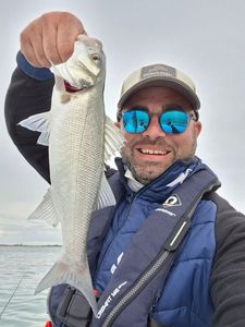 European Bass (Seabass)