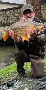Common Carp