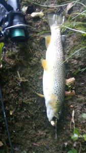 Brown Trout