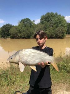 Common Carp