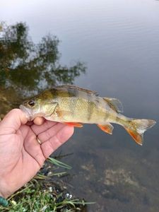 European Perch