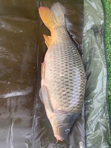 Common Carp