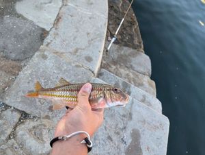 Surmullet