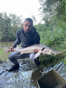 Sturgeon