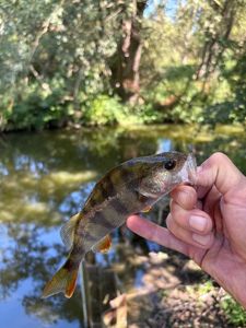 European Perch