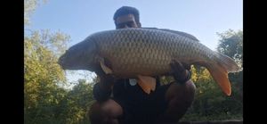 Common Carp