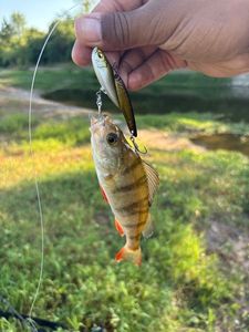 European Perch