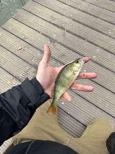 European Perch
