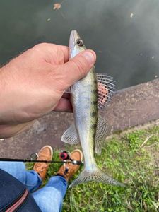 Zander