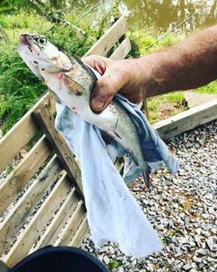 Brown Trout