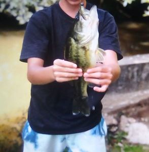 Largemouth Bass