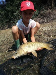 Common Carp