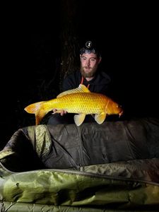 Koï Fish