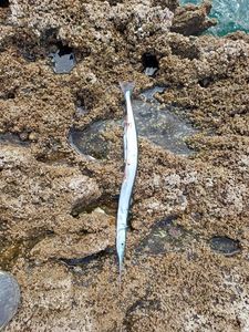Garfish