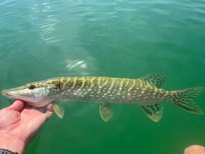 Northern Pike