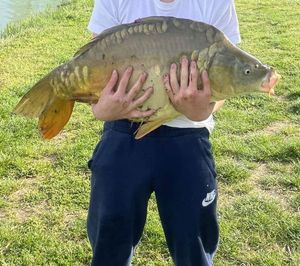 Mirror Carp
