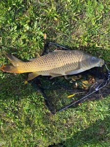 Common Carp