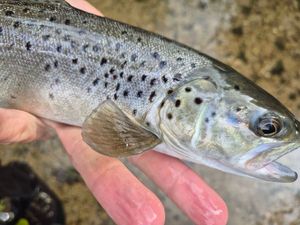 Sea Trout