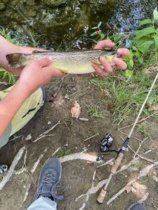 Brown Trout