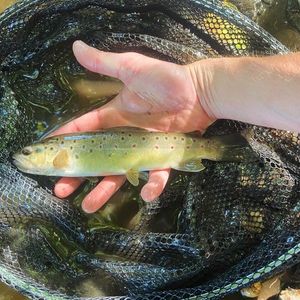Brown Trout