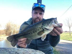 Largemouth Bass