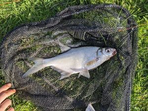 Common Bream