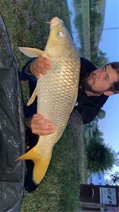 Common Carp