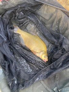 Common Bream