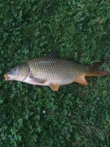 Common Carp