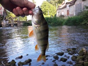 European Perch