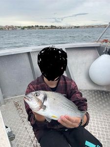 Gilthead Seabream