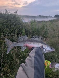 Zander