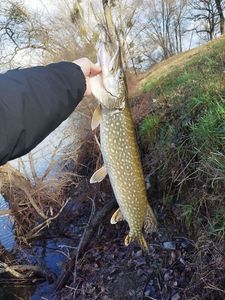Northern Pike
