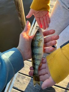 European Perch