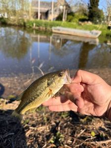 Smallmouth Bass