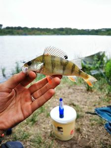 Yellow Perch