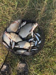 Common Bream