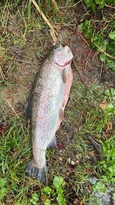 Rainbow Trout