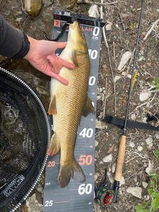 Barbel