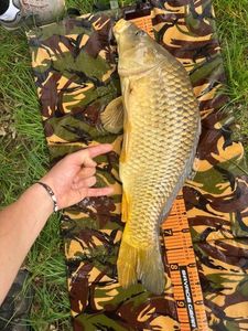 Common Carp