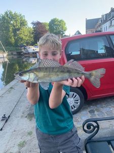 Zander
