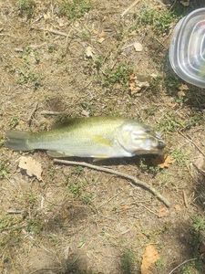 Largemouth Bass