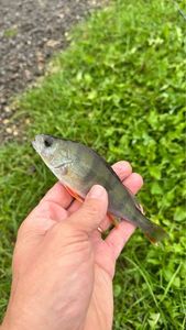European Perch