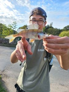 European Perch