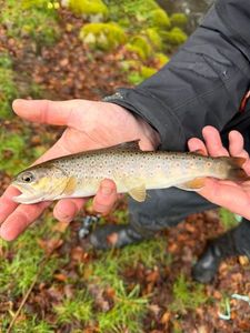 Brown Trout
