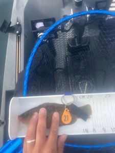 Ballan Wrasse