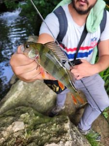 European Perch