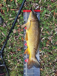 Common Carp